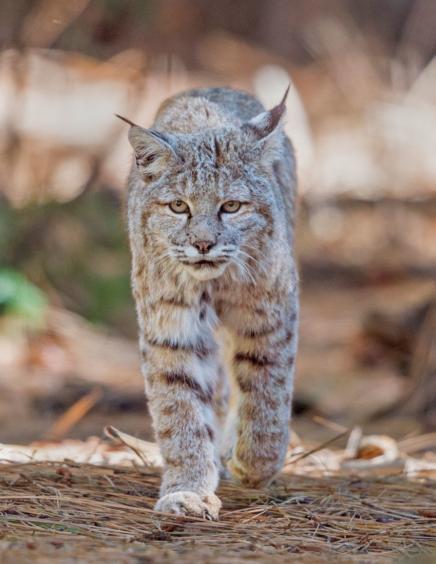 Bobcat slinking